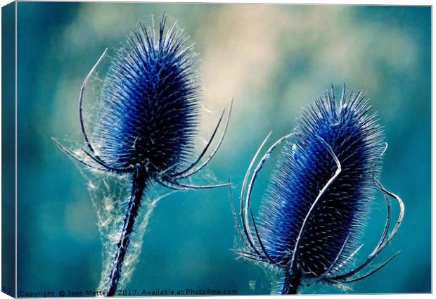         Teasels in Blue                        Canvas Print by Jane Metters
