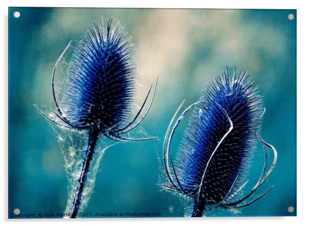         Teasels in Blue                        Acrylic by Jane Metters