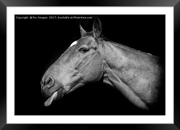 Horse Art Framed Mounted Print by Derrick Fox Lomax