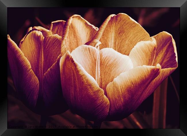 Tulips in Bloom Framed Print by Jane Metters