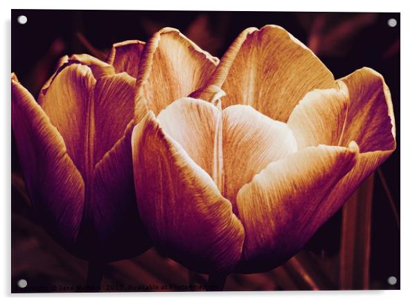 Tulips in Bloom Acrylic by Jane Metters