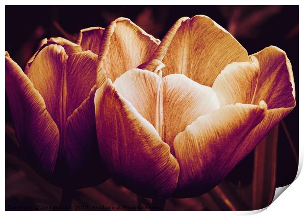Tulips in Bloom Print by Jane Metters