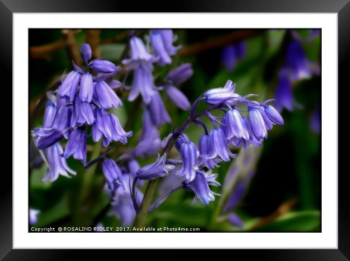 "Bluebells in the breeze" Framed Mounted Print by ROS RIDLEY