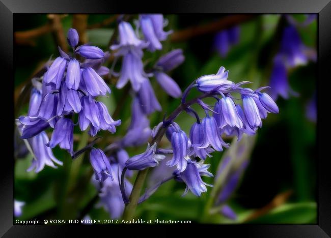"Bluebells in the breeze" Framed Print by ROS RIDLEY