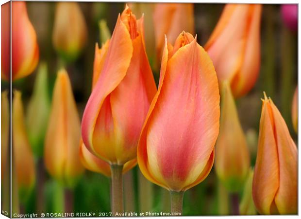 "Orange and yellow tulips" Canvas Print by ROS RIDLEY