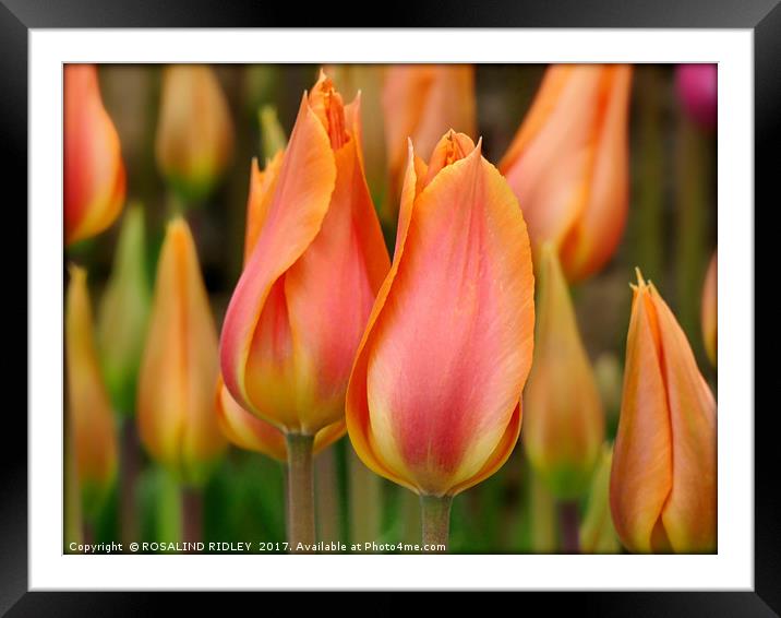 "Orange and yellow tulips" Framed Mounted Print by ROS RIDLEY