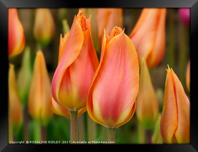 "Orange and yellow tulips" Framed Print by ROS RIDLEY
