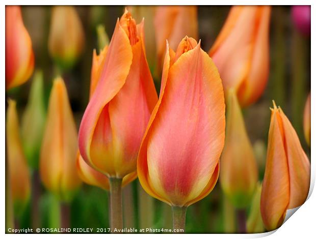 "Orange and yellow tulips" Print by ROS RIDLEY