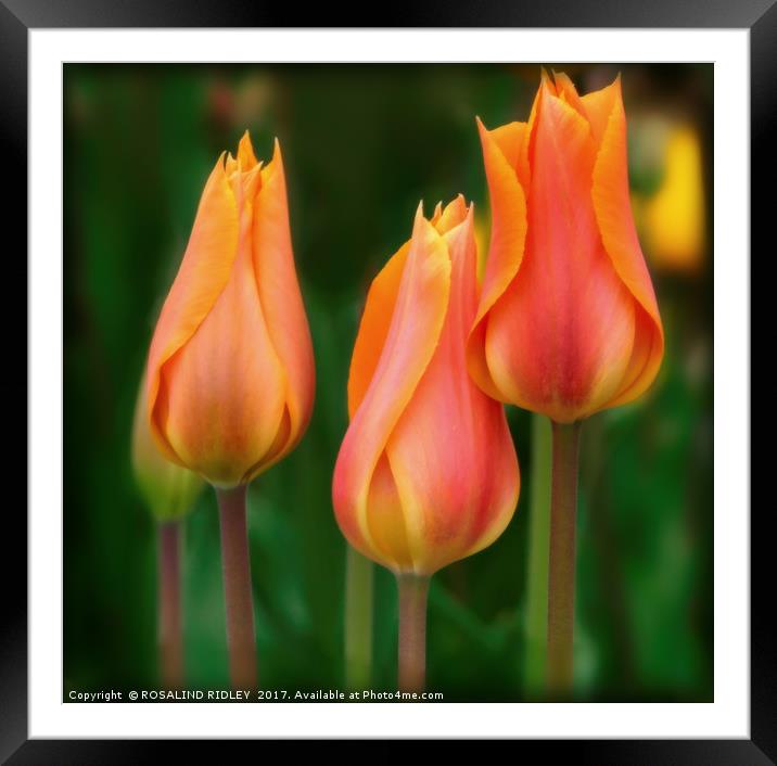 "Tulip Trio" Framed Mounted Print by ROS RIDLEY