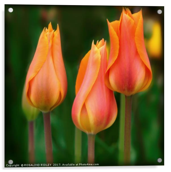 "Tulip Trio" Acrylic by ROS RIDLEY