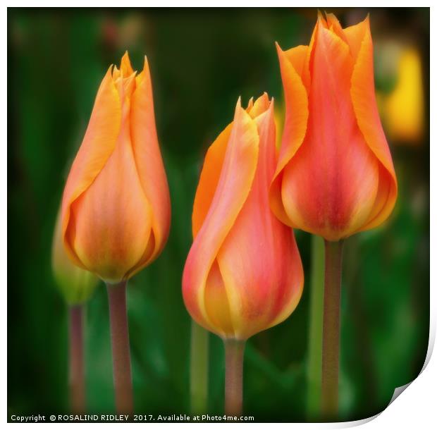 "Tulip Trio" Print by ROS RIDLEY