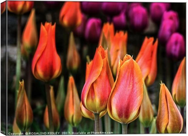 "Tulips at twilight" Canvas Print by ROS RIDLEY