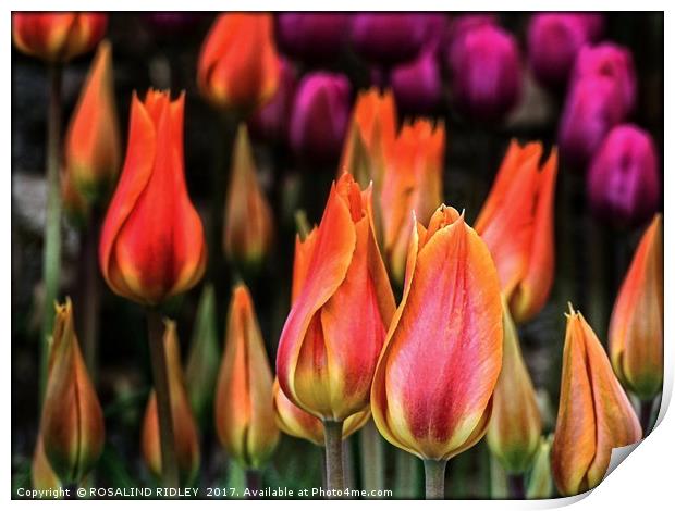 "Tulips at twilight" Print by ROS RIDLEY