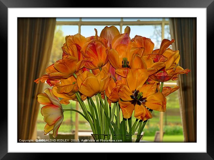 "Tulips in the window" Framed Mounted Print by ROS RIDLEY