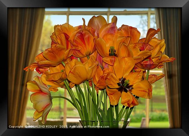 "Tulips in the window" Framed Print by ROS RIDLEY