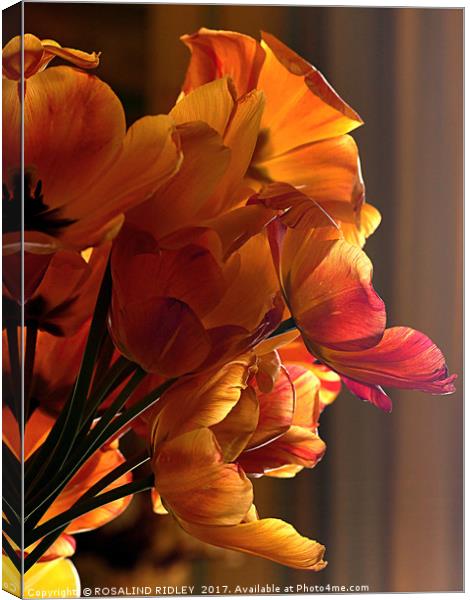 "Soft light on the tulips" Canvas Print by ROS RIDLEY