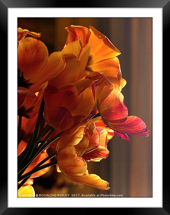 "Soft light on the tulips" Framed Mounted Print by ROS RIDLEY