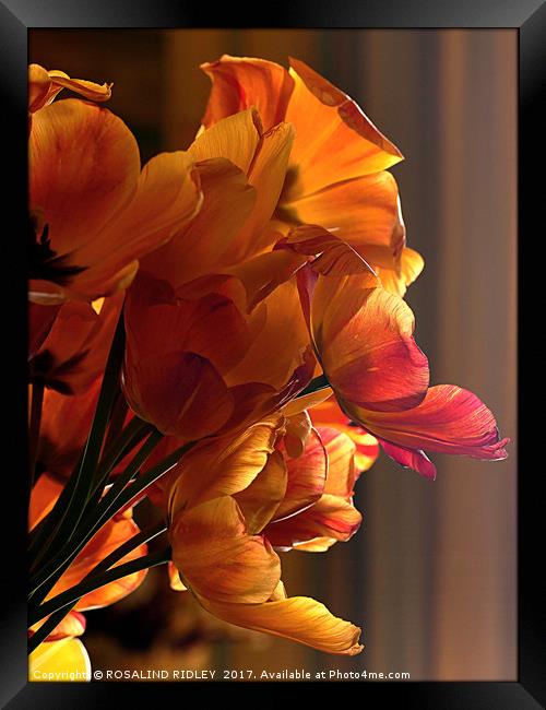 "Soft light on the tulips" Framed Print by ROS RIDLEY