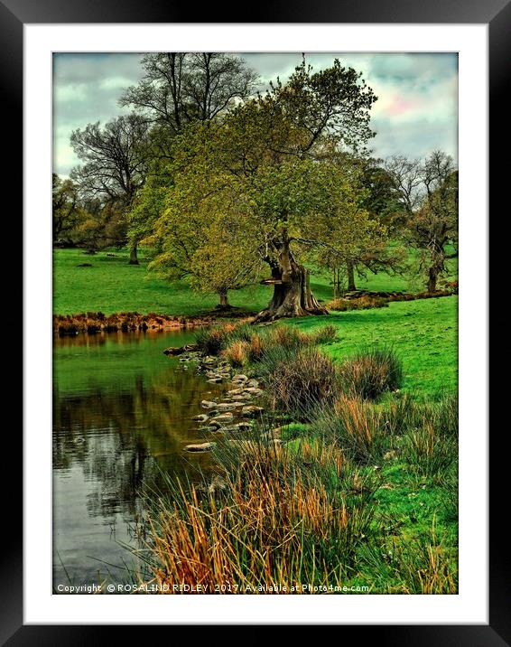 "Tree by the stream" Framed Mounted Print by ROS RIDLEY