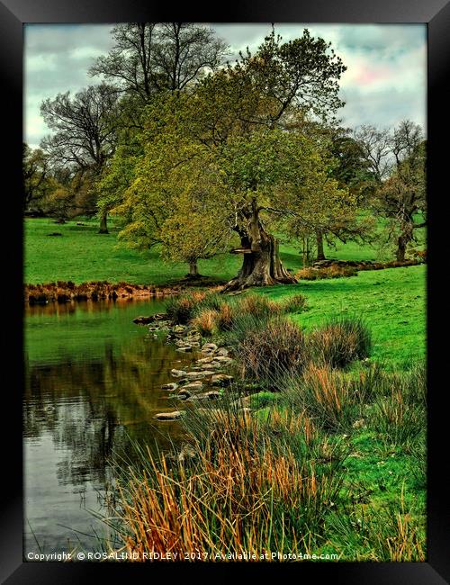"Tree by the stream" Framed Print by ROS RIDLEY