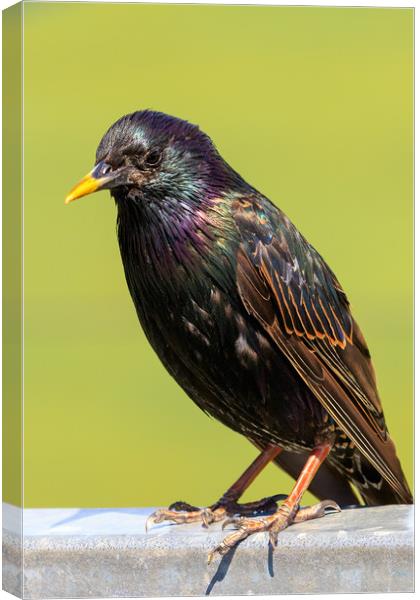 Starling  Canvas Print by chris smith