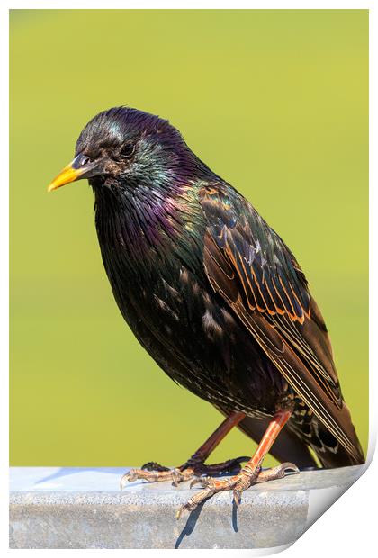 Starling  Print by chris smith