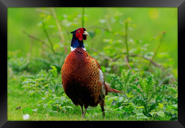 pheasant  Framed Print by chris smith