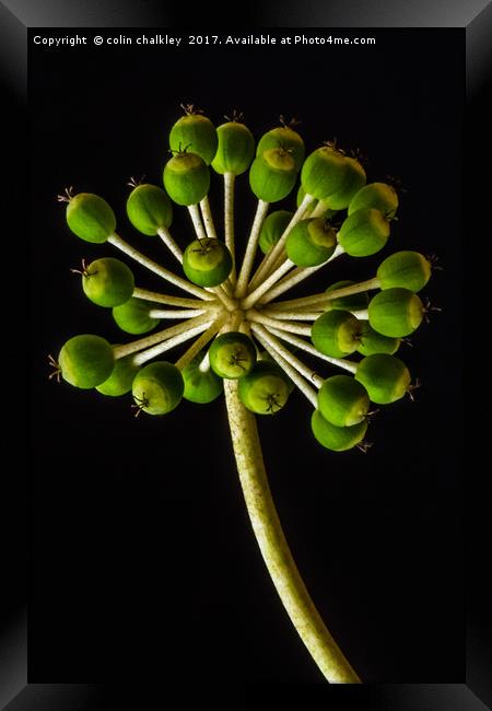 Castor Oil Plant Seed Pods - Natural Lighting Framed Print by colin chalkley