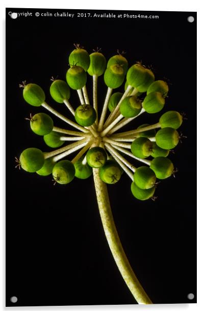Castor Oil Plant Seed Pods - Natural Lighting Acrylic by colin chalkley