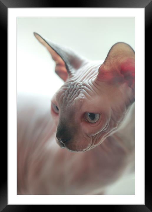 portrait of sphinx hairless cat Framed Mounted Print by Olena Ivanova