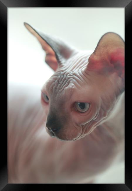 portrait of sphinx hairless cat Framed Print by Olena Ivanova
