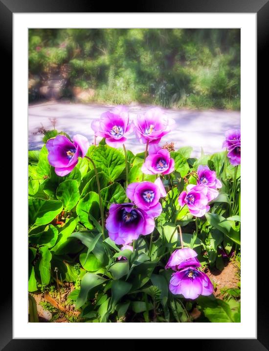 Blooming Beauty Framed Mounted Print by Beryl Curran