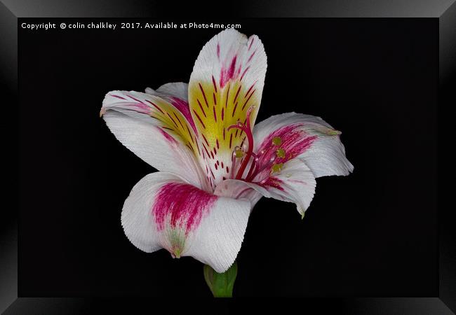 Peruvian lily Framed Print by colin chalkley