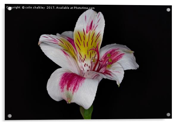 Peruvian lily Acrylic by colin chalkley