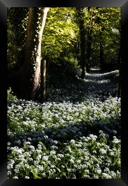 Ramsons Framed Print by Dave Rowlatt