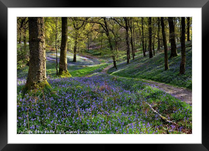Bluebells at Fishgarths Wood, Clappersgate Framed Mounted Print by Phil Buckle