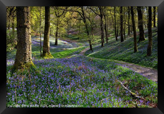 Bluebells at Fishgarths Wood, Clappersgate Framed Print by Phil Buckle