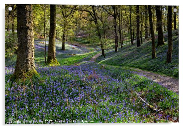 Bluebells at Fishgarths Wood, Clappersgate Acrylic by Phil Buckle