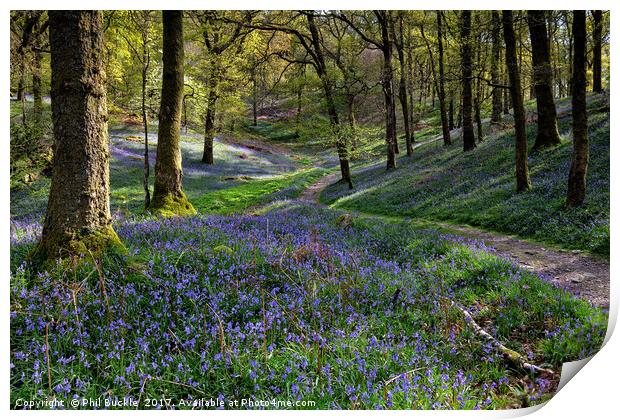 Bluebells at Fishgarths Wood, Clappersgate Print by Phil Buckle