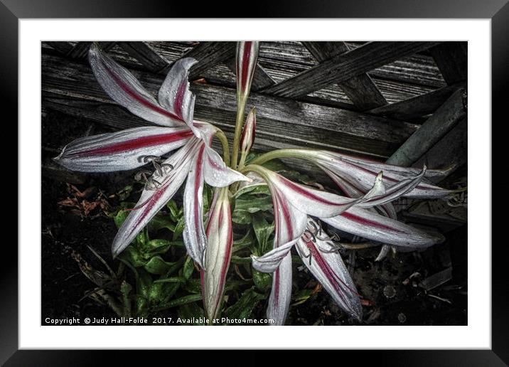 Striped Lilies Framed Mounted Print by Judy Hall-Folde