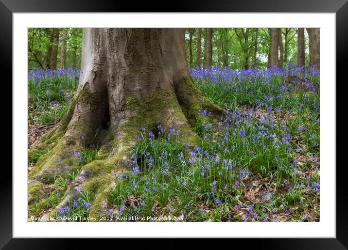 Forest Bells Framed Mounted Print by David Tinsley