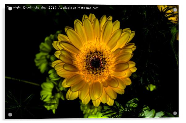 Glowing Gerbera  Acrylic by colin chalkley