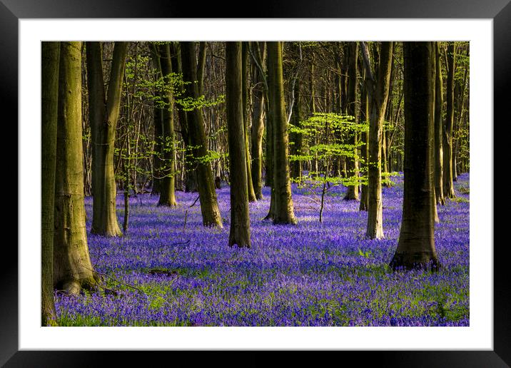 The Green & Blue of spring Framed Mounted Print by Kelvin Trundle