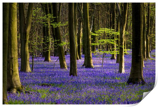The Green & Blue of spring Print by Kelvin Trundle