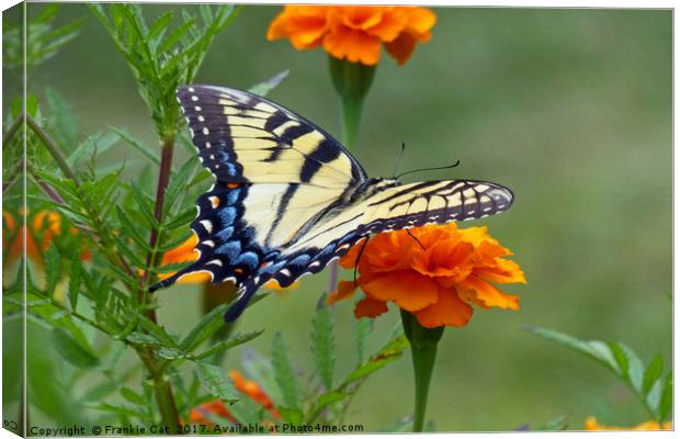 Yellow female Eastern Tiger Swallowtail Canvas Print by Frankie Cat