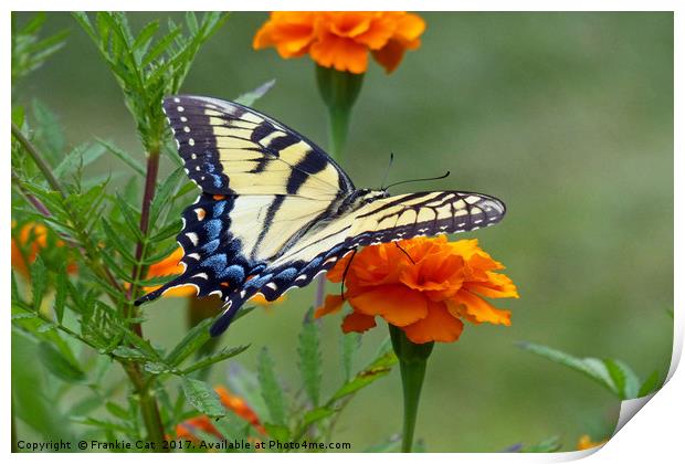 Yellow female Eastern Tiger Swallowtail Print by Frankie Cat