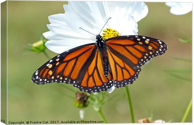 Monarch Butterfly on Cosmos Canvas Print by Frankie Cat