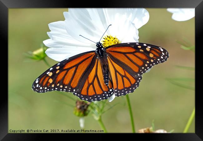 Monarch Butterfly on Cosmos Framed Print by Frankie Cat
