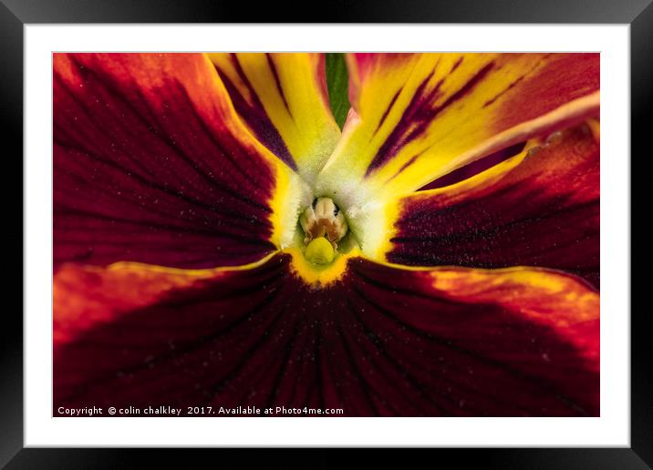 Heart of a Pansy Framed Mounted Print by colin chalkley