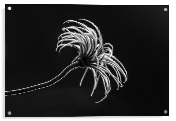 Snaggy Flower Acrylic by Michael Goyberg